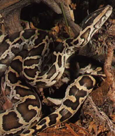 Burmese Python